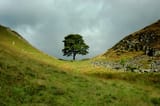 Sycamore_Gap,_The_Tree