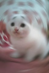 1b8d55165c6a731c5d89874f75cf97aaaeac00deb3cea30a80333d488a82ac51
