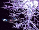 Crystalline Entity