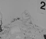 Vole