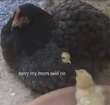 apology