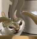 2024-08-28 11.16.11.mov_thumb.jpg