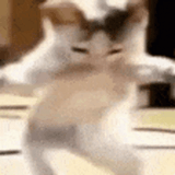 dancingbabycat