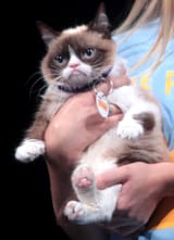 Grumpy_Cat_(14556024763)_(cropped)