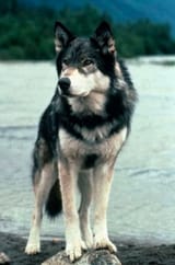 White Fang 1991