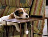 Eddie-on-Frasier