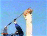cat freedom leap