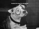 pete_pup