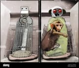 illustration-of-harry-harlows-nature-of-love-wire-and-cloth-mother-surrogates-dependency-needs-and-social-isolation-experiments-with-infant-monkey-2RA4P5D-1580669924