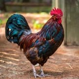 Cock