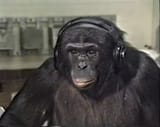 ape at computer
