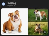 bulldog
