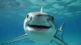 pngtree-shark-with-a-big-and-beautiful-smile-image_2679609
