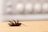 belly_20up_20dead_20roach