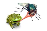 frog_fly