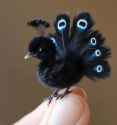 baby peacock_thumb.jpg