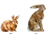 rabbit_hare
