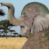 elephant mike