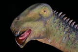 nigersaurus-08