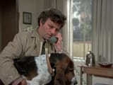 columbo-dog-mayhem
