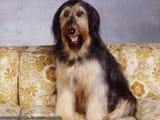 Buck_the_dog