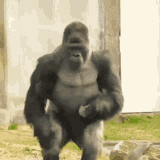 gorilla-dance