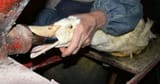 foie-gras-geese-duck-force-feeding-2000x1047-1200x628-1