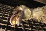 foieesdaw