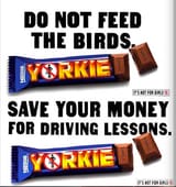 yorkie