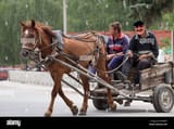 Goran Bosnia Horse