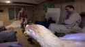 gregcam - chicken (1)_thumb.jpg