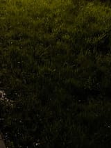 IMG_2944