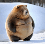 fat-bear