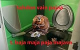 baja maja paja majava