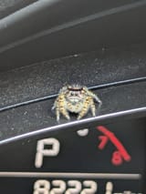 Jumping Spider
