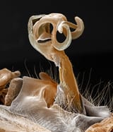 damselfly-penis-coloured-sem-power-and-syred
