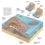 beaver-dam-cutaway@2x