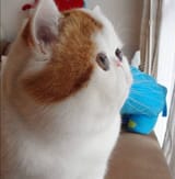 flat_cat