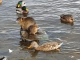 bober-and-quack-gangs-v0-a835kdvd14hc1