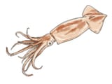 twinkl-squid-1_ver_1