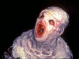 Thehost