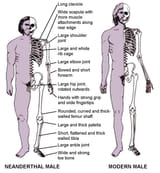 dna-hist-neanderthal-chart
