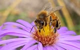 beeheader1
