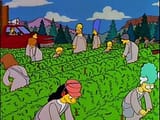 Springfield_cult