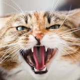 YES I AM MAD