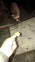 1746004121104111_thumb.jpg