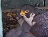 grieving bird