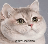 heavybreathing-cat