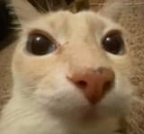 1703802740038353