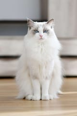 white-ragdoll-cat_1554816062-2000-f8516e798a4248f6816dba0a382507f8
